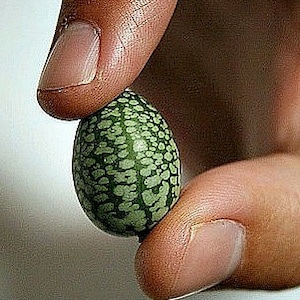 tiny tim tomato seeds