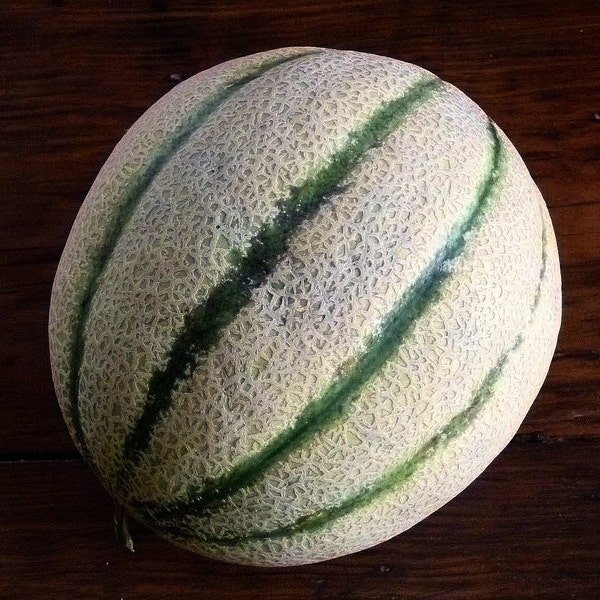 Tuscany Melon, Italian heirloom, 10 seeds, sweet fragrant cantaloupe, hard to find, luscious flavor