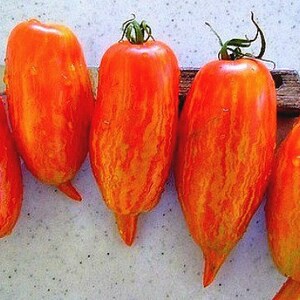 Striped Roman, heirloom tomato, 10 seeds, sweet flavor, great for sauce, showy Roma, artisan tomato, by Brad Gates image 2