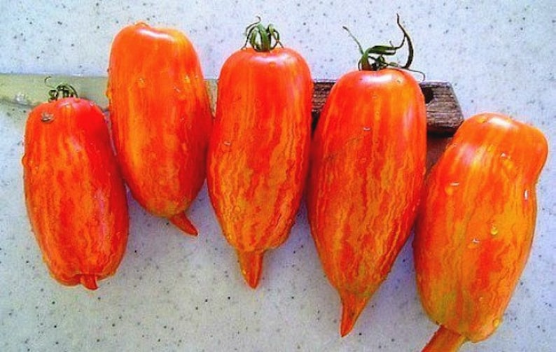 Striped Roman, heirloom tomato, 10 seeds, sweet flavor, great for sauce, showy Roma, artisan tomato, by Brad Gates image 2