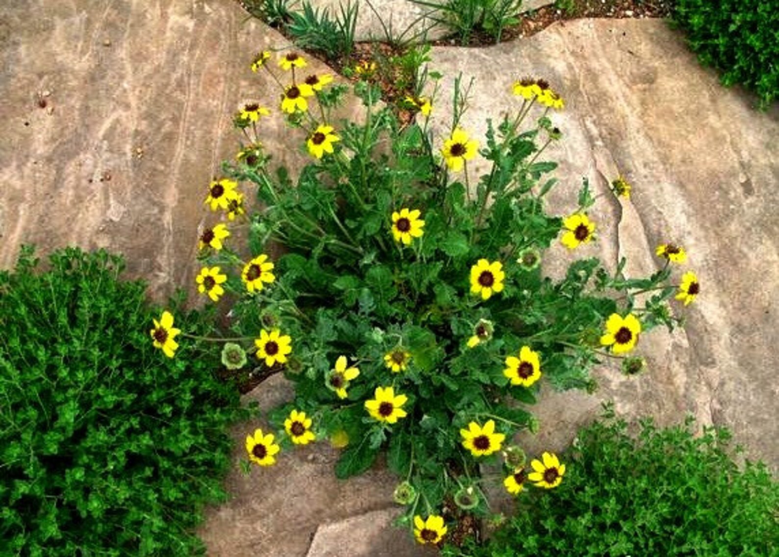 Chocolate Daisy Flower 10 Seeds Berlandiera Lyrata Etsy
