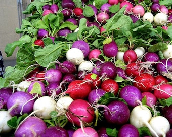 Rainbow Radish Mix, 250 seeds, crazy colors, classic heirlooms, plant in fall, loves cool weather, kid's garden, grownup's salad