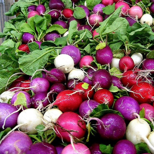 Rainbow Radish Mix, 250 seeds, crazy colors, classic heirlooms, plant in fall, loves cool weather, kid's garden, grownup's salad