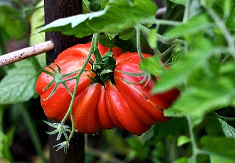 Zapotec ruffled tomato, rare Mexican heirloom, 10 seeds, loves dry heat, sweet flavor, scalloped slices, drought tolerant image 4