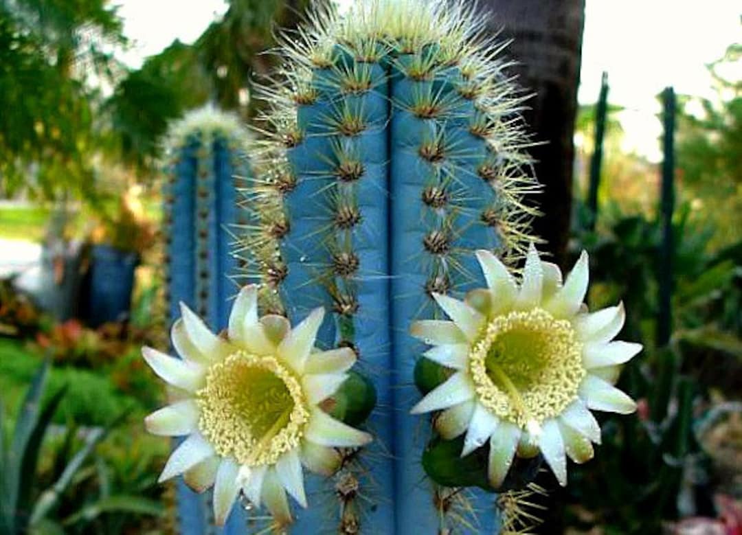 Pilosocereus Azureus, Blue Torch Cactus, 10 Seeds, Night Blooming