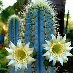 Pilosocereus azureus, Blue Torch Cactus, 10 seeds, night blooming, windowsill, xeriscape garden, full sun, drought tolerant, glorious color