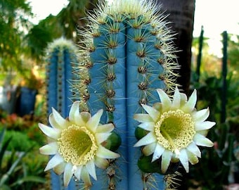 Pilosocereus azureus, Blue Torch Cactus, 10 seeds, night blooming, windowsill, xeriscape garden, full sun, drought tolerant, glorious color