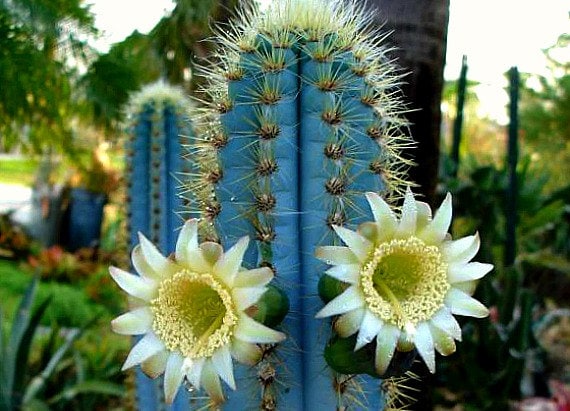 Pilosocereus Azureus, Blue Torch Cactus, 10 Seeds, Night Blooming