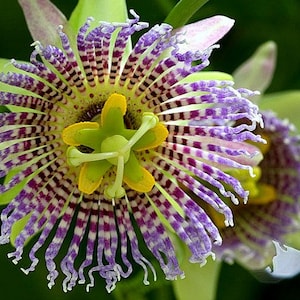 Passiflora ligularis, 10 live seeds, Sweet Granadilla, Sugar Fruit, fragrant flowers, likes cool weather, zones 8-9, indoors or out