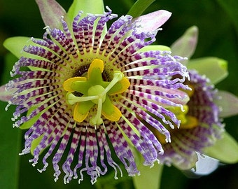 Passiflora ligularis, 10 live seeds, Sweet Granadilla, Sugar Fruit, fragrant flowers, likes cool weather, zones 8-9, indoors or out