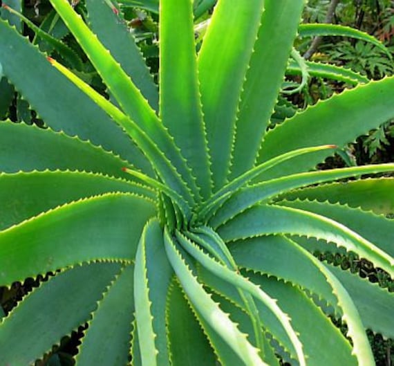 succulent aloe Aloe vera, Aloe barbadensis, Succulent, 4” Pot main image 1