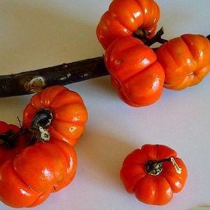 Pumpkin on a Stick, Hmong Eggplant, 15 seeds, Solanum integrifolium, easy annual, all zones, showy orange fruit, neat dried flower image 3