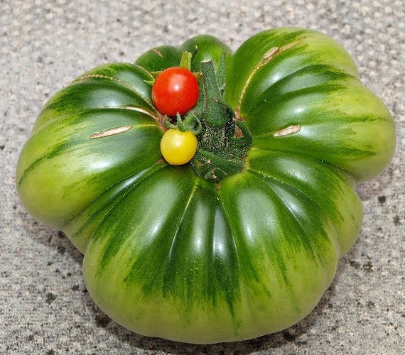 Matt's Wild Cherry Tomato, 15 Seeds, Mexican Heirloom, Tiny Red