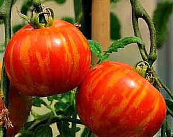 Mr Stripey heirloom tomato, 15 seeds, non GMO, extra early cherry, cool weather, huge crops, flashy fruit, pretty in salads