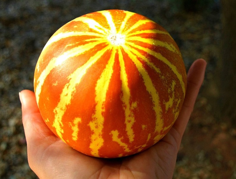 Queen Anne's Pocket Melon Fragrant Fruit Miniature Etsy