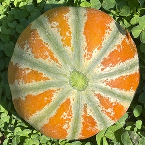 Kajari Melon, bright striped honeydew, rare seeds, small fruit, compact vines, small gardens, 60-70 days, grows in shade, farmers market hit Bild 1