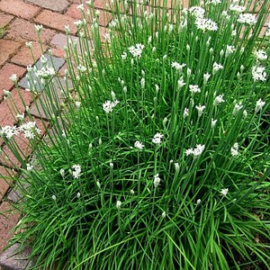 Garlic Chives, Allium tuberosum, 200 seeds, sweet cut flower, tasty Asian herb, repels insects, easy perennial, lovely in bloom image 5