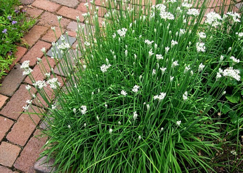 Garlic Chives, Allium tuberosum, 200 seeds, sweet cut flower, tasty Asian herb, repels insects, easy perennial, lovely in bloom image 5