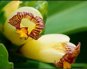 Costus pictus, Painted Spiral Ginger, rare seeds, zones 9 to 11, vivid blooms, spectacular variegated foliage