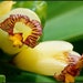 see more listings in the Exotic Plants section