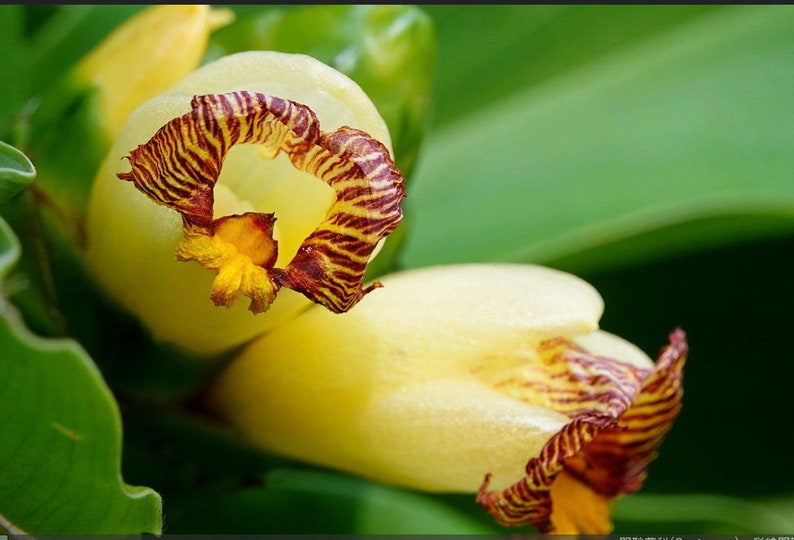 Costus pictus, Painted Spiral Ginger, rare seeds, zones 9 to 11, vivid blooms, spectacular variegated foliage image 1