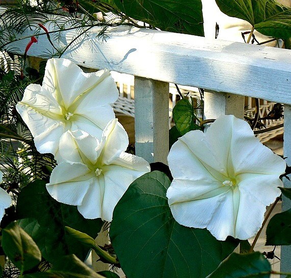 Giant Moonflower Vine, Calonyction, 10 seeds, huge white blossoms, sw…