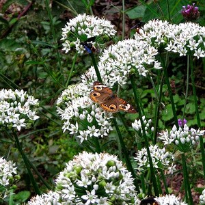 Garlic Chives, Allium tuberosum, 200 seeds, sweet cut flower, tasty Asian herb, repels insects, easy perennial, lovely in bloom image 2