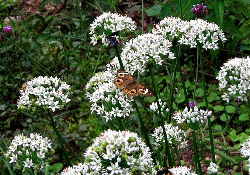 Garlic Chives, Allium tuberosum, 200 seeds, sweet cut flower, tasty Asian herb, repels insects, easy perennial, lovely in bloom image 2