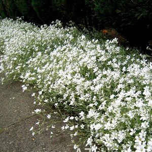 May include: A white flower ground cover with small white flowers and green leaves. The flowers are in a long row along a gray concrete walkway.