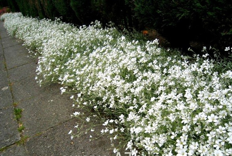 May include: A white flower ground cover with small white flowers and green leaves. The flowers are in a long row along a gray concrete walkway.