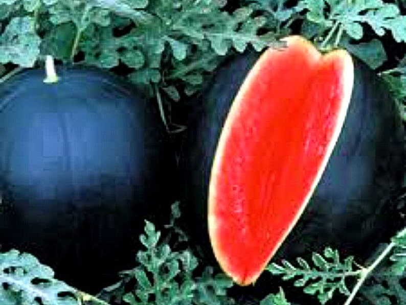Black Diamond heirloom watermelon 15 seeds non GMO huge Etsy