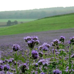 May include: A field of purple wildflowers with a rolling green hill in the background.
