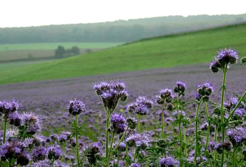 May include: A field of purple wildflowers with a rolling green hill in the background.