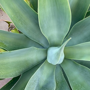Fox Tail Agave, Agave attenuata, 10 seeds, soft blue-green leaves, windowsill or patio plant, bizarre blooms, drought tolerant