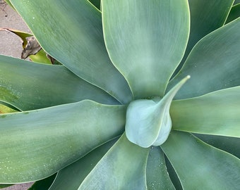 Fox Tail Agave, Agave attenuata, 10 seeds, soft blue-green leaves, windowsill or patio plant, bizarre blooms, drought tolerant