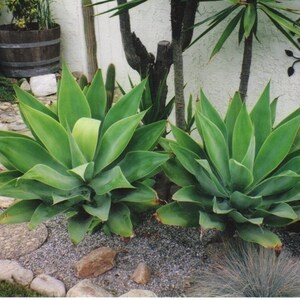 Pu&ograve; includere: Due grandi piante di agave verde che crescono in un giardino di ghiaia accanto a un muro bianco. Le piante hanno foglie lunghe e appuntite e sono circondate da piccole pietre.