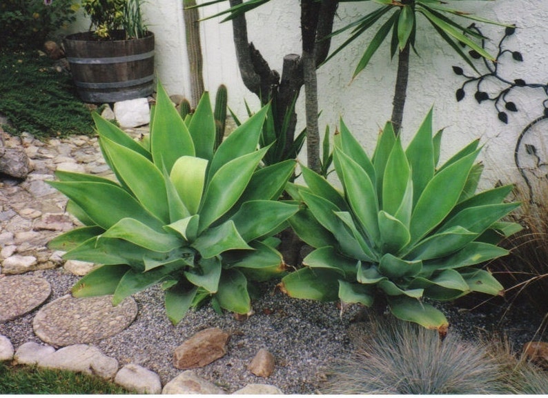 Pu&ograve; includere: Due grandi piante di agave verde che crescono in un giardino di ghiaia accanto a un muro bianco. Le piante hanno foglie lunghe e appuntite e sono circondate da piccole pietre.