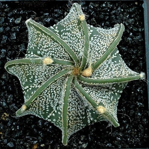 Goat's Horn Cactus, Astrophytum capricorne,  10 seeds, fragrant blooms, sun/part shade, cold hardy, zone 9, soft spines, windowsill garden