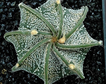 May include: A green and white cactus with a star-shaped form. The cactus has a spiky texture and is covered in small white dots.
