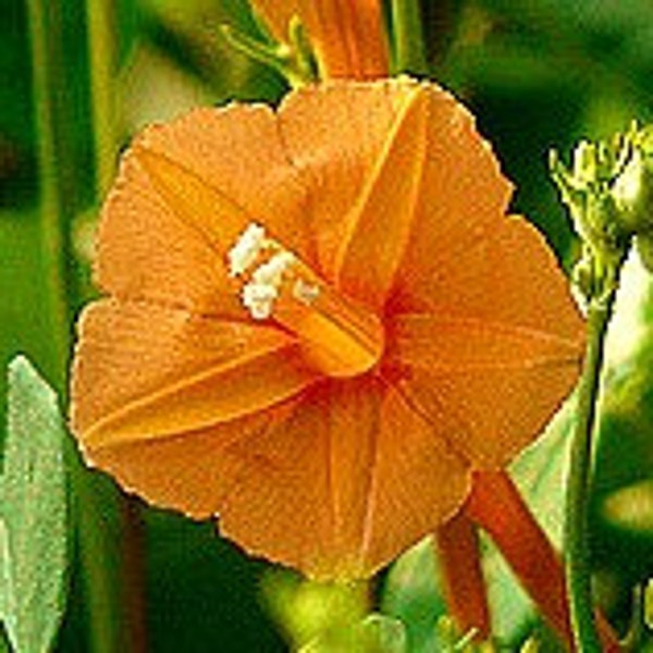 Orange Morning Glory, tiny Orange Noah, 10 rare seeds, vigorous vine, all zones, houseplant, container plant. Ipomea bederifolia