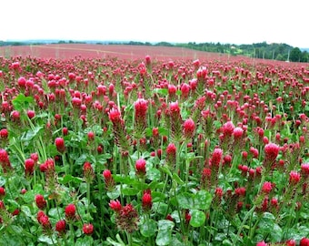 Crimson Clover, 500 bulk seeds, Trifolium incarnatum, spring cover crop, sun or shade, all zones, attracts beneficials, vibrant ground cover