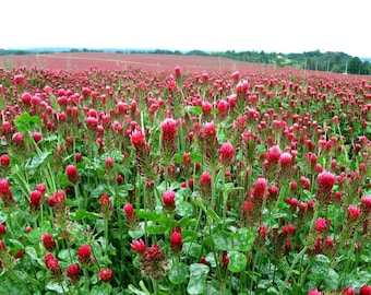 Crimson Clover, 500 bulk seeds, Trifolium incarnatum, spring cover crop, sun or shade, all zones, attracts beneficials, vibrant ground cover