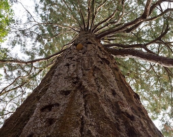 Séquoia géant, 25 graines fraîches, Sequoiadendron, giganteum, plus vieil arbre du monde, zones 6 à 8, tolérant à la sécheresse, croissance rapide, bonsaï naturel
