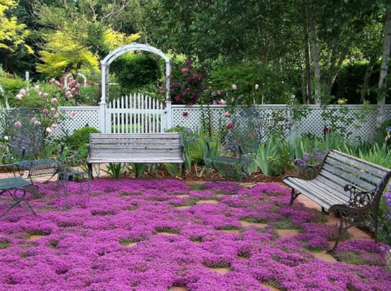 Creeping Thyme Seeds: Fragrant Herb, Pink Blooms - Deerproof Ground Cover bild 1