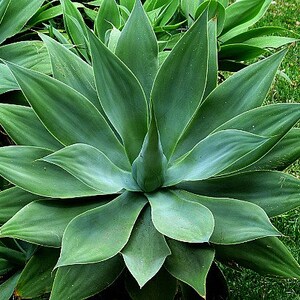Pu&ograve; includere: Primo piano di una pianta di agave verde con foglie lunghe e appuntite. Le foglie sono disposte a spirale attorno al centro della pianta.