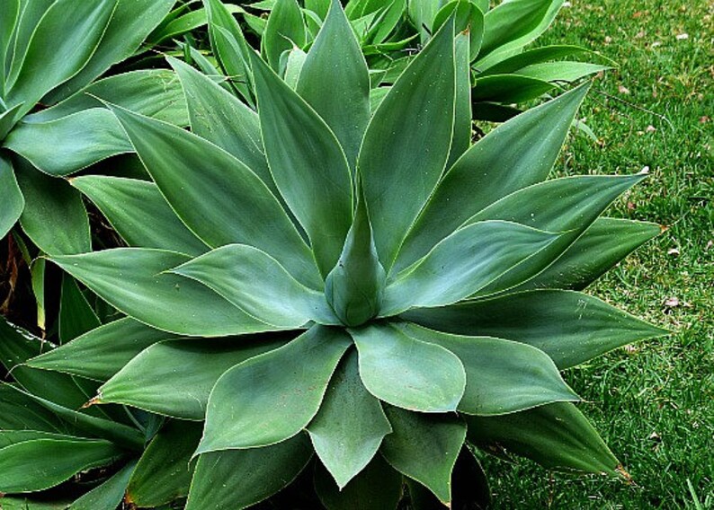 Pu&ograve; includere: Primo piano di una pianta di agave verde con foglie lunghe e appuntite. Le foglie sono disposte a spirale attorno al centro della pianta.