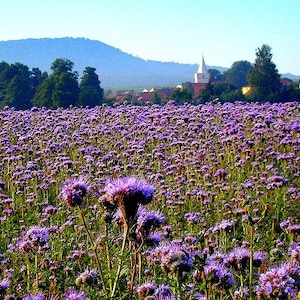May include: A field of purple wildflowers in full bloom, with a small village and church in the background. The hills in the distance are hazy and blue.