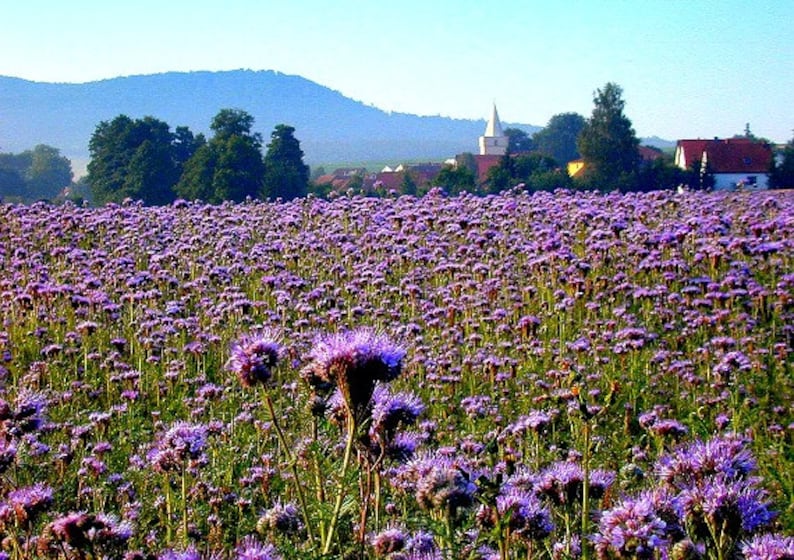 May include: A field of purple wildflowers in full bloom, with a small village and church in the background. The hills in the distance are hazy and blue.