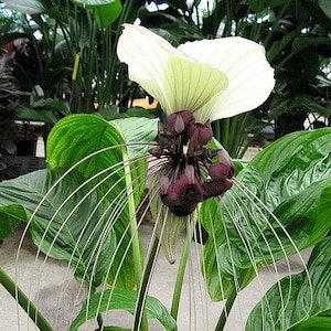 Tacca Integrifolia Nivea, White Bat Flower, 5 seeds, tropical garden, exotic houseplant, giant blossoms, zones 10 to 11, warm humid shade