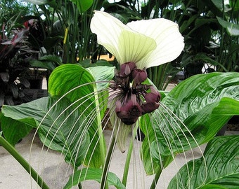 Tacca Integrifolia Nivea, White Bat Flower, 5 seeds, tropical garden, exotic houseplant, giant blossoms, zones 10 to 11, warm humid shade